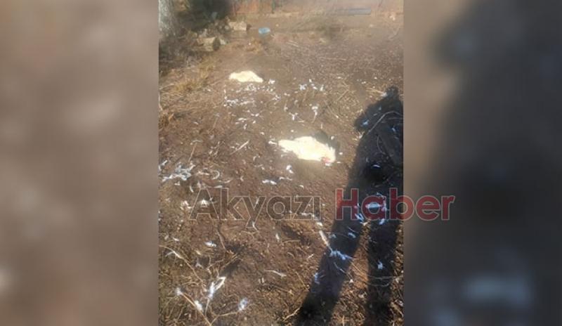 Akyazı'da sokak köpekleri tavuk ve hindileri telef etti