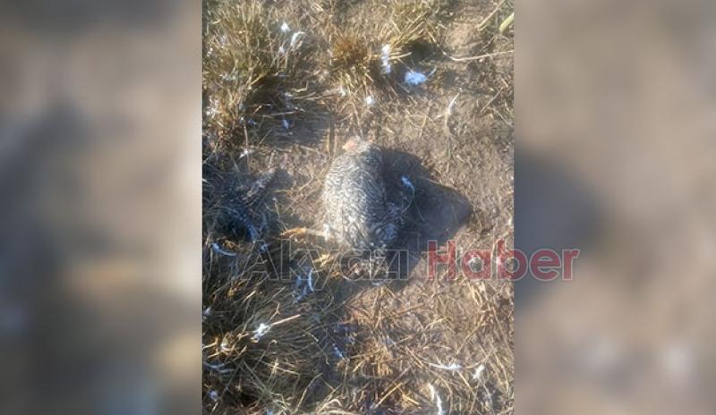 Akyazı'da sokak köpekleri tavuk ve hindileri telef etti