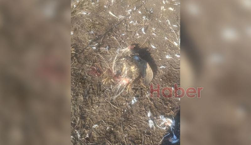 Akyazı'da sokak köpekleri tavuk ve hindileri telef etti