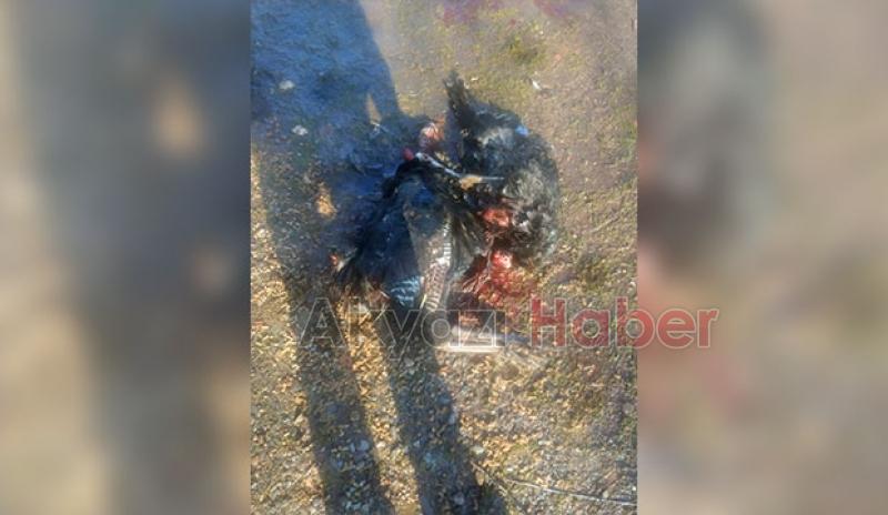 Akyazı'da sokak köpekleri tavuk ve hindileri telef etti