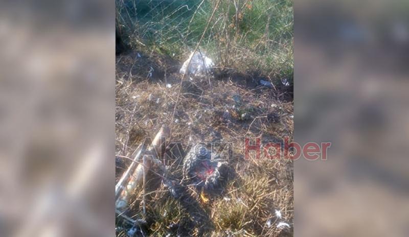 Akyazı'da sokak köpekleri tavuk ve hindileri telef etti