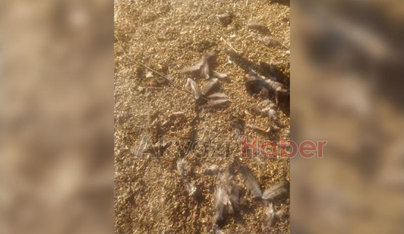 Akyazı'da sokak köpekleri tavuk ve hindileri telef etti