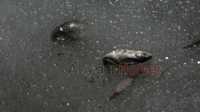 Donan gölde balıklar öldü