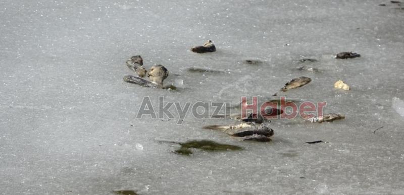 Donan gölde balıklar öldü