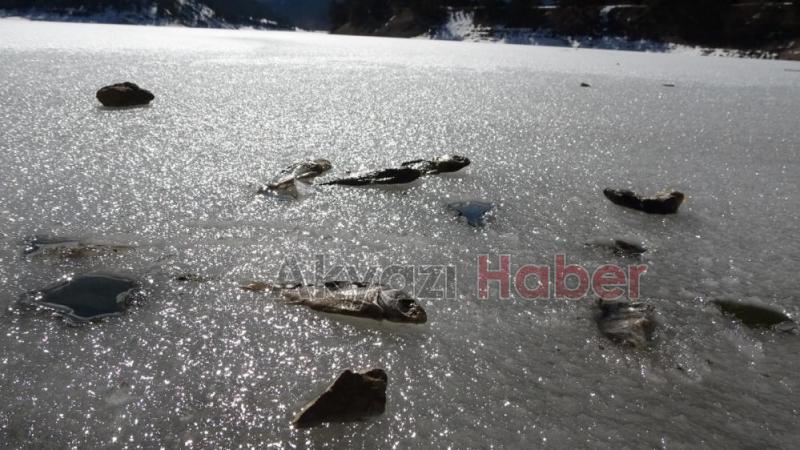 Donan gölde balıklar öldü