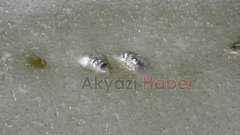 Donan gölde balıklar öldü