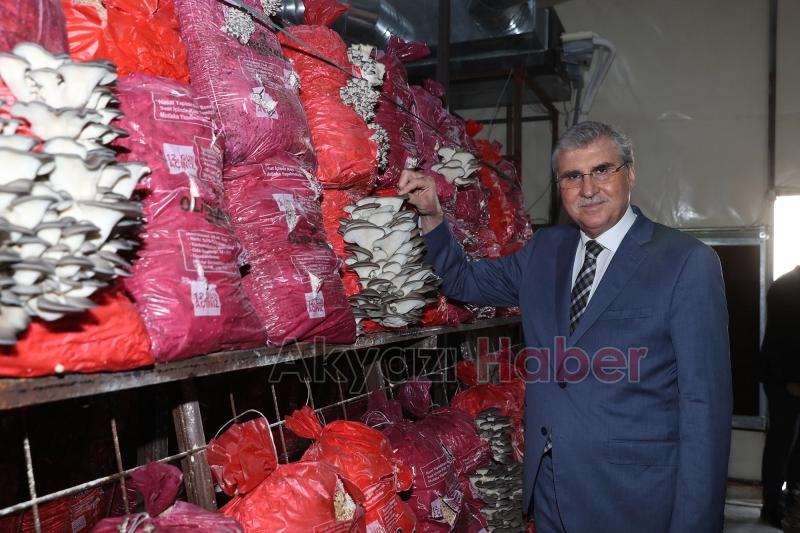 Büyükşehir Türkiye’nin en kaliteli mantarlarını üretecek