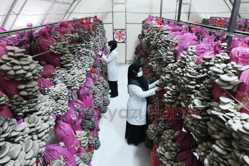 Büyükşehir Türkiye’nin en kaliteli mantarlarını üretecek