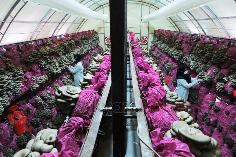 Büyükşehir Türkiye’nin en kaliteli mantarlarını üretecek