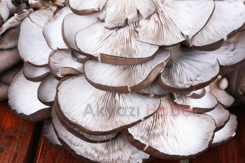 Büyükşehir Türkiye’nin en kaliteli mantarlarını üretecek