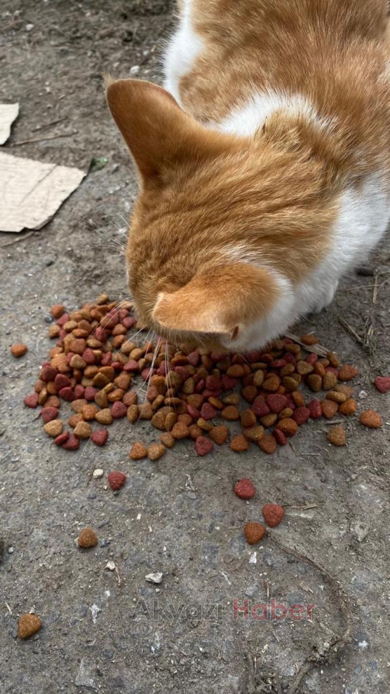 Liseli öğrenciler sokak hayvanlarını besledi