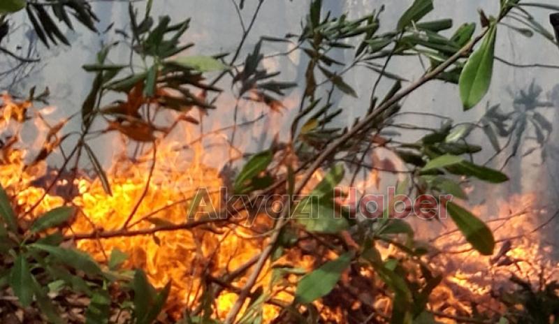 Akyazı'da orman yangını