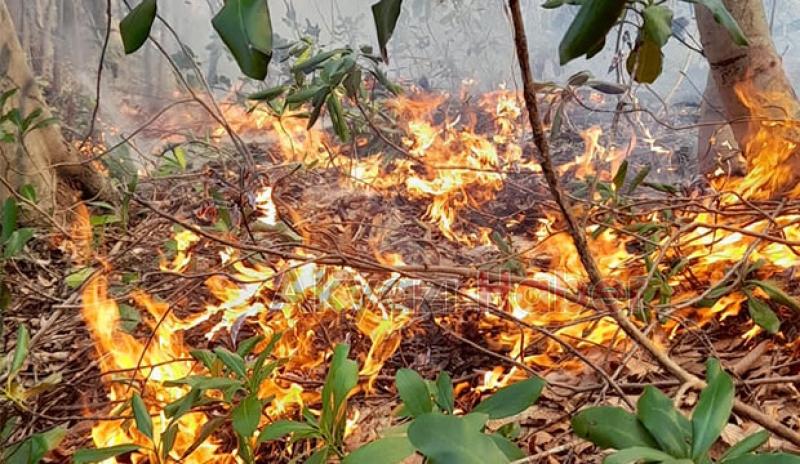 Akyazı'da orman yangını