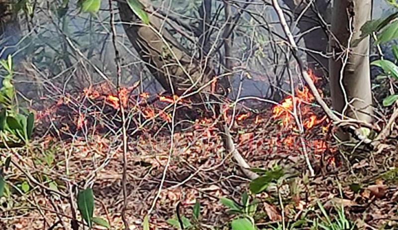 Akyazı'da orman yangını