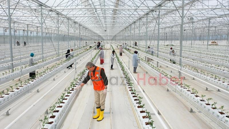 Seracılık Mükemmeliyet Merkezi’nde 65 bin kök domates fidesi dikildi