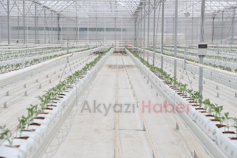 Seracılık Mükemmeliyet Merkezi’nde 65 bin kök domates fidesi dikildi