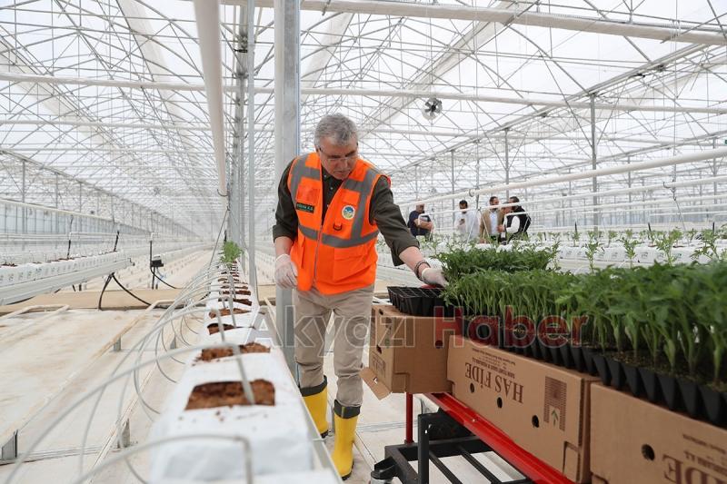 Seracılık Mükemmeliyet Merkezi’nde 65 bin kök domates fidesi dikildi