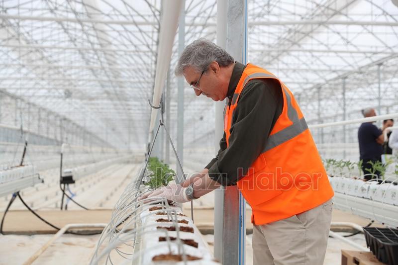 Seracılık Mükemmeliyet Merkezi’nde 65 bin kök domates fidesi dikildi
