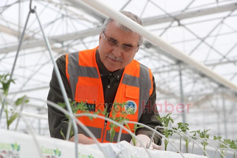 Seracılık Mükemmeliyet Merkezi’nde 65 bin kök domates fidesi dikildi