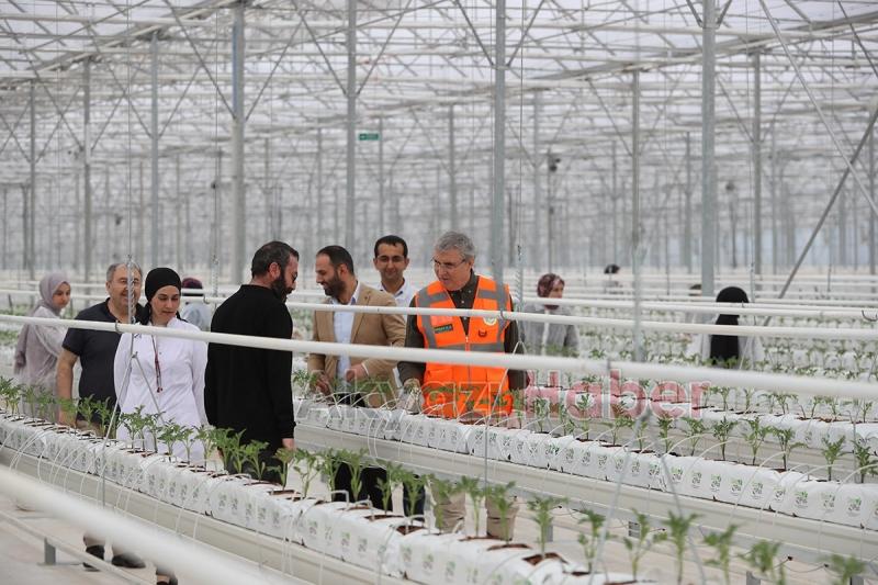 Seracılık Mükemmeliyet Merkezi’nde 65 bin kök domates fidesi dikildi