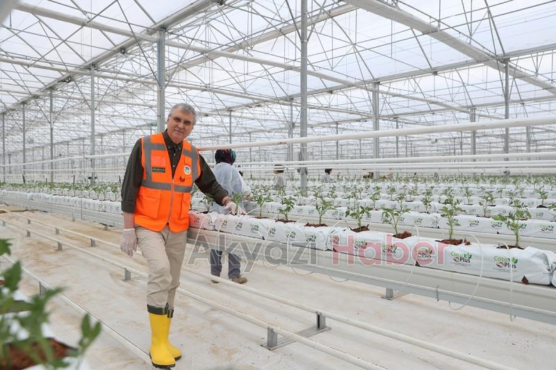 Seracılık Mükemmeliyet Merkezi’nde 65 bin kök domates fidesi dikildi