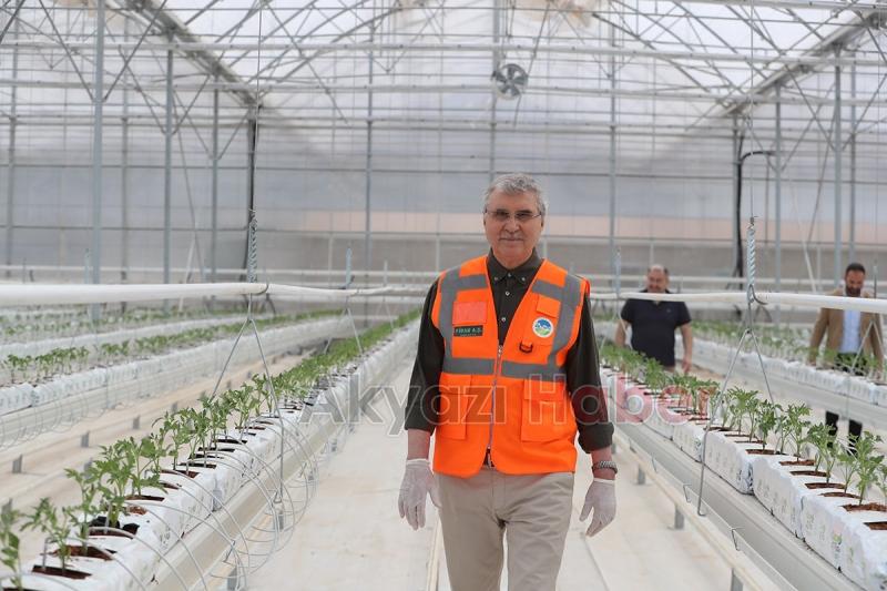 Seracılık Mükemmeliyet Merkezi’nde 65 bin kök domates fidesi dikildi