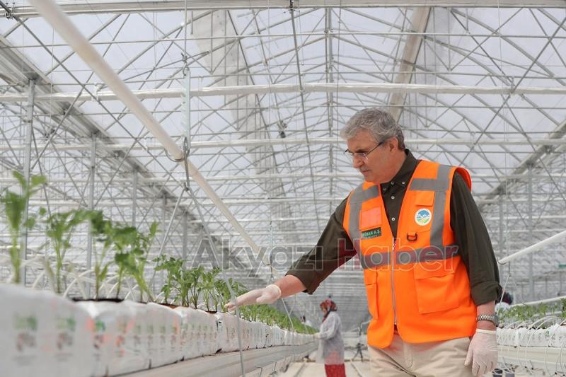 Seracılık Mükemmeliyet Merkezi’nde 65 bin kök domates fidesi dikildi