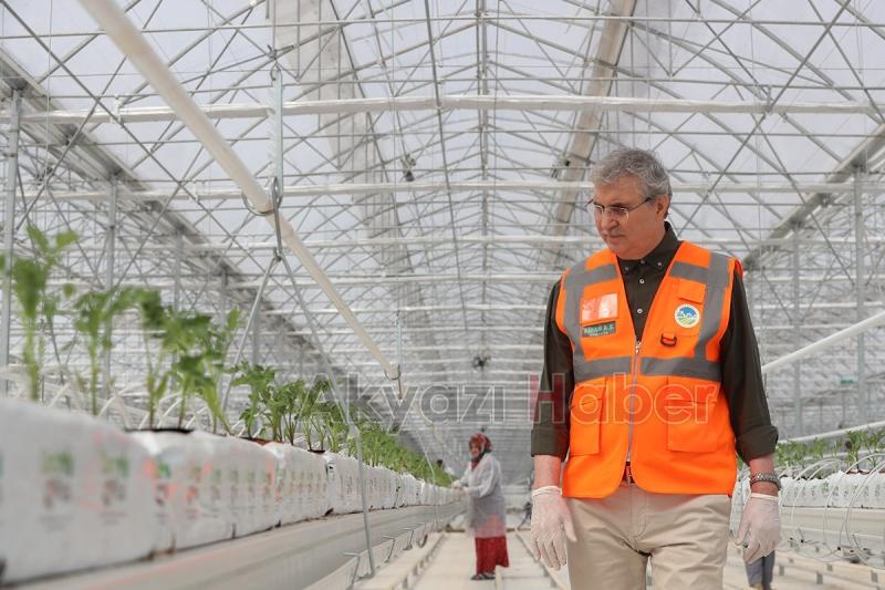 Seracılık Mükemmeliyet Merkezi’nde 65 bin kök domates fidesi dikildi