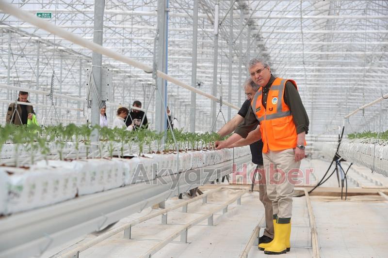 Seracılık Mükemmeliyet Merkezi’nde 65 bin kök domates fidesi dikildi