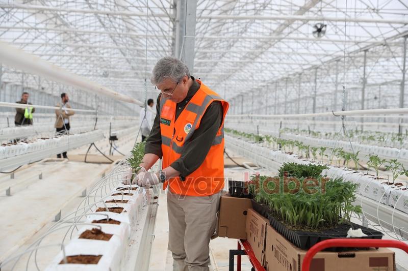 Seracılık Mükemmeliyet Merkezi’nde 65 bin kök domates fidesi dikildi