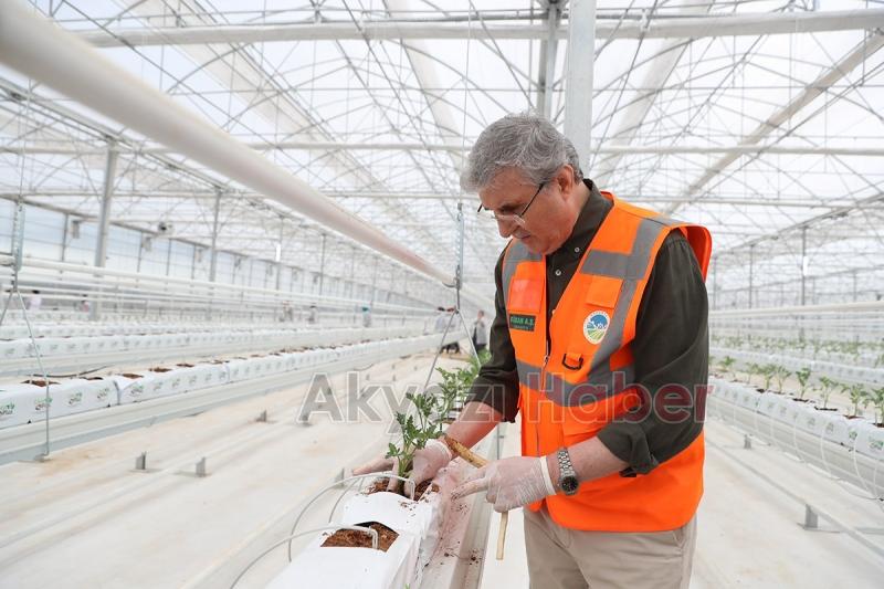 Seracılık Mükemmeliyet Merkezi’nde 65 bin kök domates fidesi dikildi