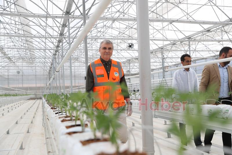 Seracılık Mükemmeliyet Merkezi’nde 65 bin kök domates fidesi dikildi