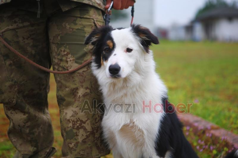 Canları kurtaracak köpekler en zor güne hazırlanıyor