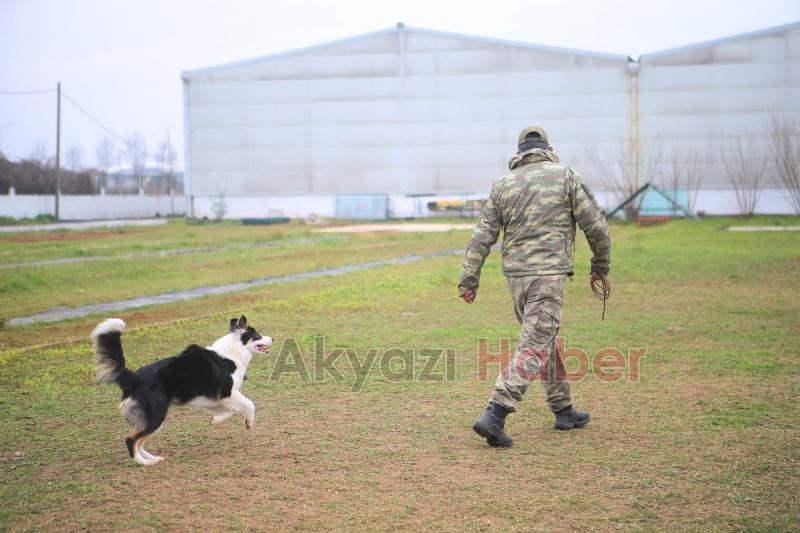 Canları kurtaracak köpekler en zor güne hazırlanıyor