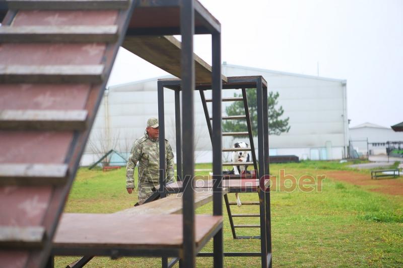 Canları kurtaracak köpekler en zor güne hazırlanıyor