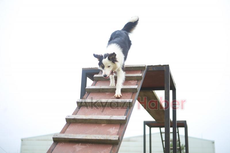 Canları kurtaracak köpekler en zor güne hazırlanıyor
