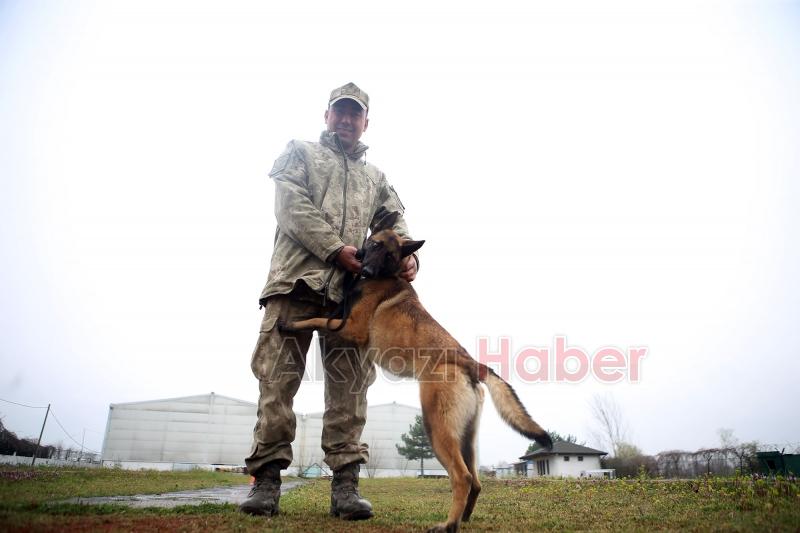 Canları kurtaracak köpekler en zor güne hazırlanıyor