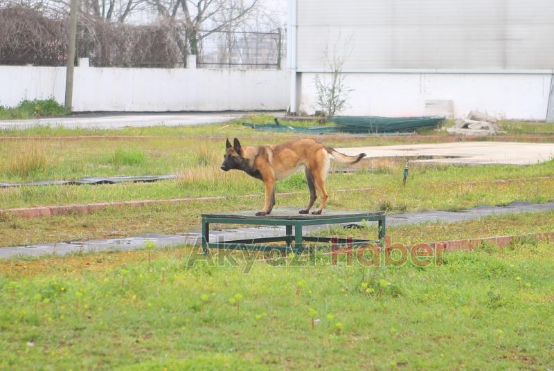 Canları kurtaracak köpekler en zor güne hazırlanıyor