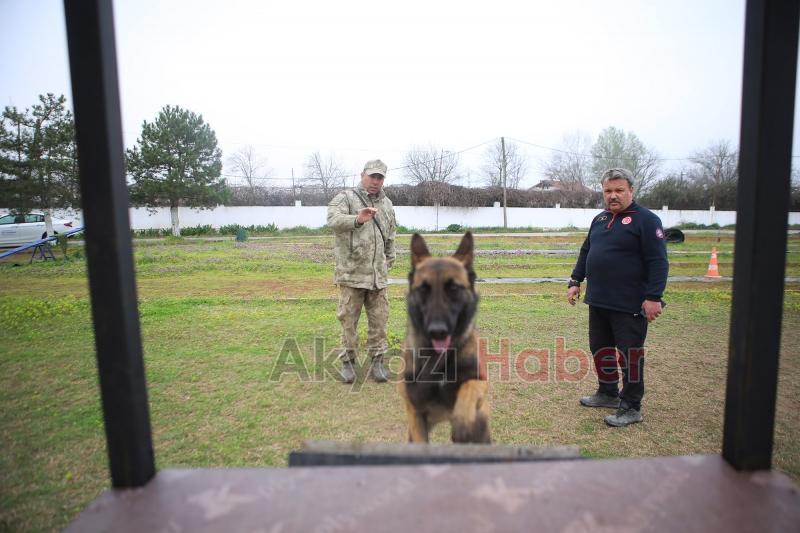 Canları kurtaracak köpekler en zor güne hazırlanıyor