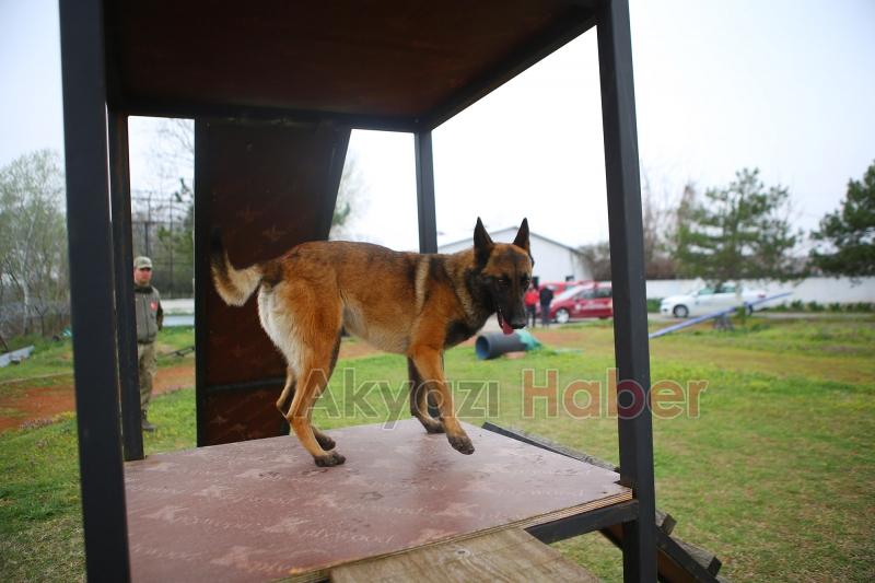 Canları kurtaracak köpekler en zor güne hazırlanıyor