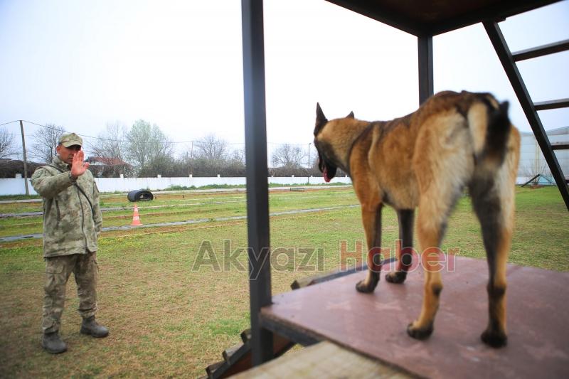 Canları kurtaracak köpekler en zor güne hazırlanıyor