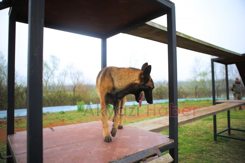 Canları kurtaracak köpekler en zor güne hazırlanıyor