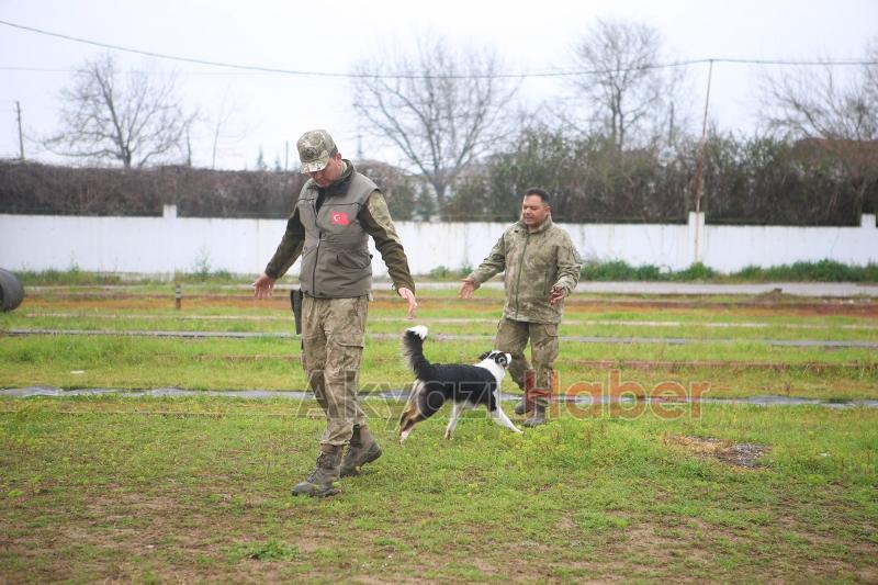 Canları kurtaracak köpekler en zor güne hazırlanıyor
