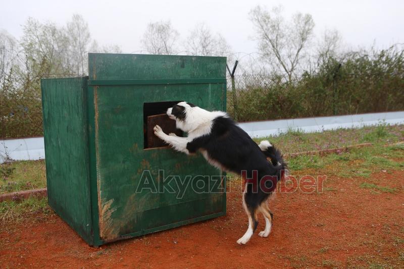 Canları kurtaracak köpekler en zor güne hazırlanıyor
