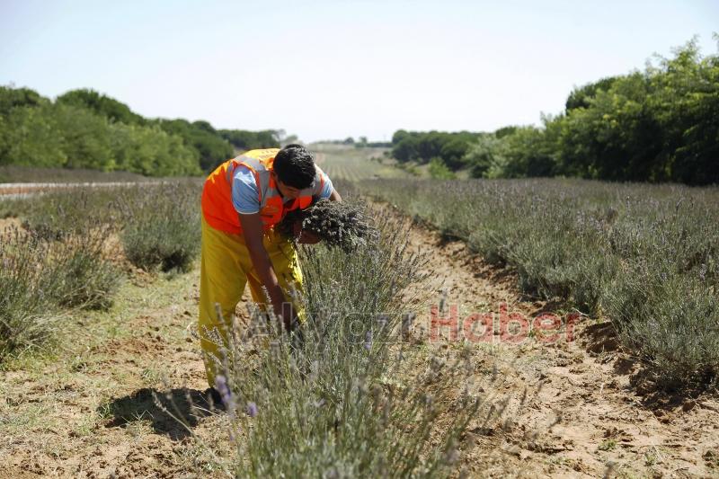 Dünyanın en büyük aromatik bahçesinde bahar bereketi