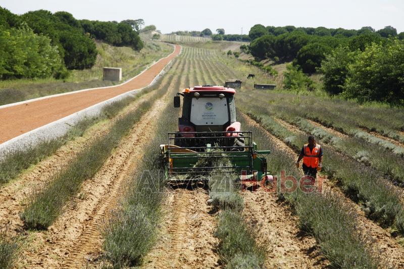 Dünyanın en büyük aromatik bahçesinde bahar bereketi
