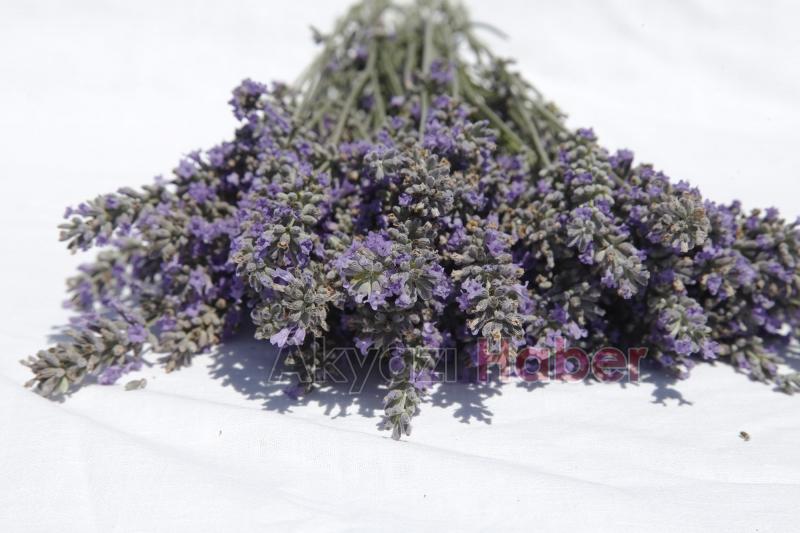 Dünyanın en büyük aromatik bahçesinde bahar bereketi