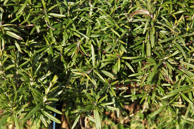 Dünyanın en büyük aromatik bahçesinde bahar bereketi