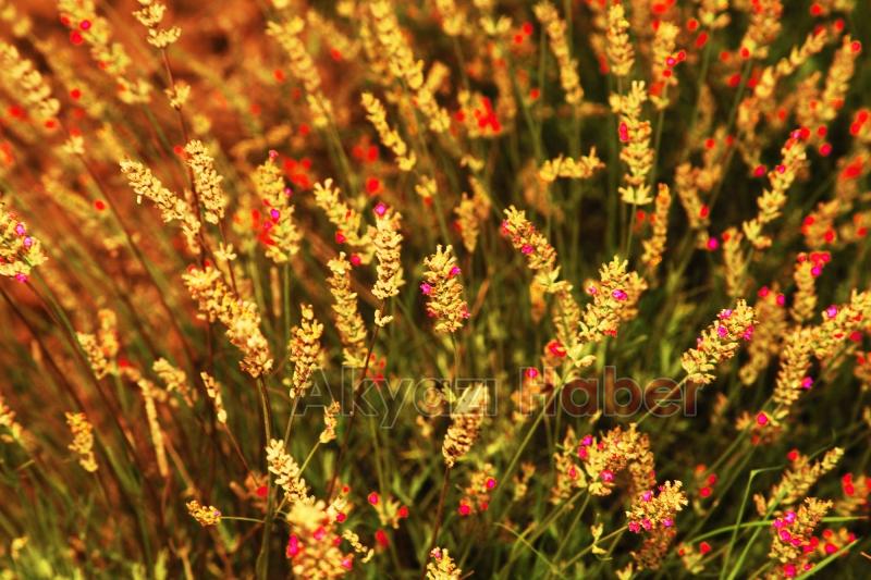 Dünyanın en büyük aromatik bahçesinde bahar bereketi