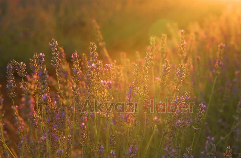 Yüce, tarım projelerini anlattı